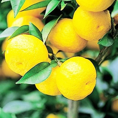 Yuzu vaisių sultys DAITOKU, 150 ml